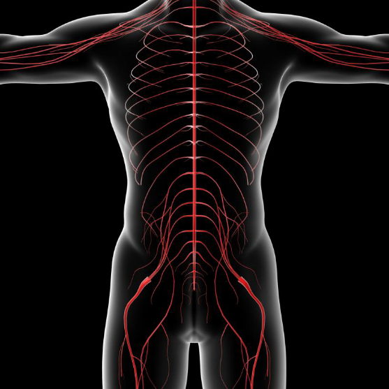 The nervous system