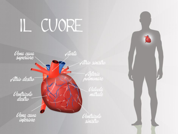 Chiropractic Care and Cardiovascular Disease