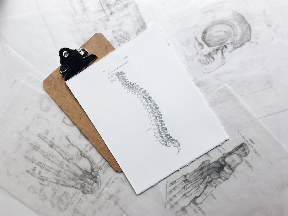  Aa clipboard with a drawing of the spinal cord.