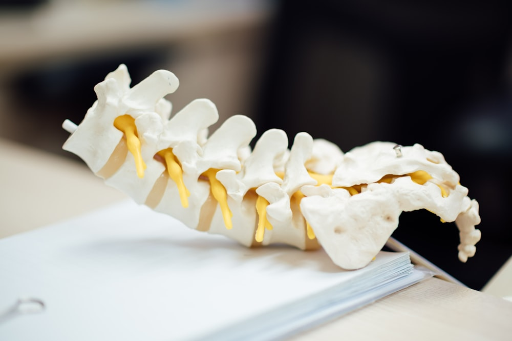 An image of a white spinal model on a stack of papers 